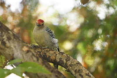 Yellow-bellied-Woodpecker-85332.jpg