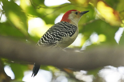 Yellow-bellied-Woodpecker-85336.jpg