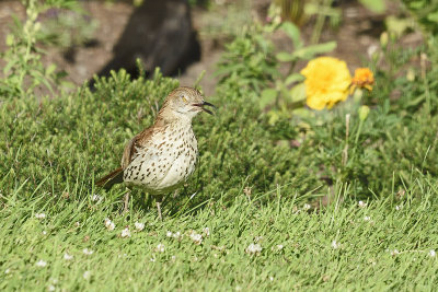 brown-thrasher-84827.jpg