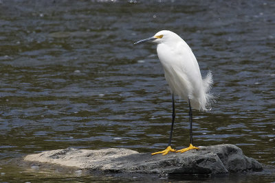 snowy-egret-10421.jpg