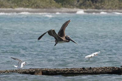 brown-pelican-10803.jpg