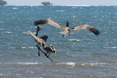 brown-pelicans-10809.jpg