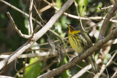 cape-may-warbler-10724.jpg