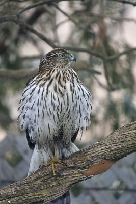 Coopers-Hawk-86458.jpg