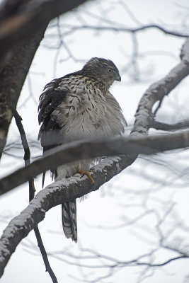 coopers-hawk-86409.jpg