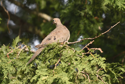 Pigeons and Doves