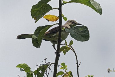 northern-mockingbird-10284.jpg