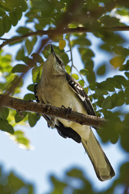 mockingbird-10237.jpg