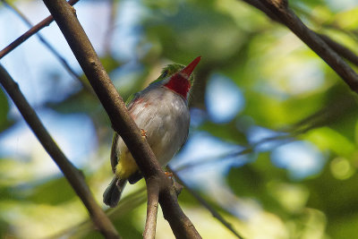 Birds Of Cuba  -  Dedicated To Lachi