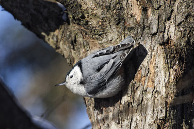 nuthatch-86467.jpg