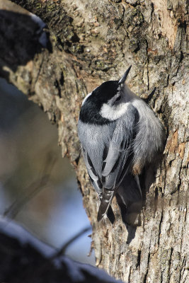 Nuthatch