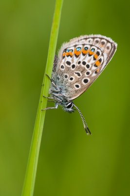 Heideblauwtje - Plebejus argus