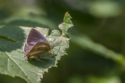 Eikenpage - Neozephyrus quercus