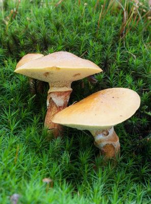 Gele ringboleet - Suillus grevillei