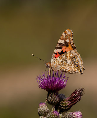 Distelvlinder - Vanessa cardui