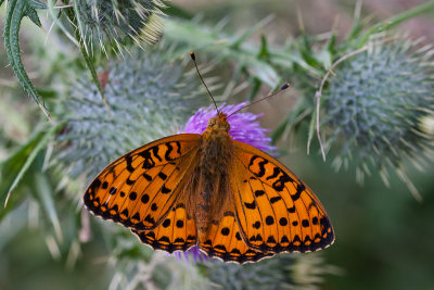 Grote parelmoervlinder - Argynnis aglaja