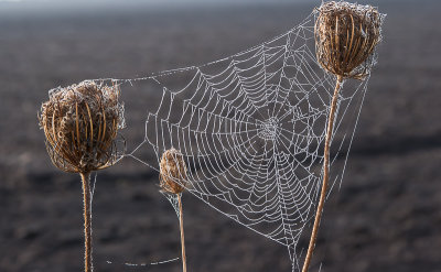 Spinnenweb na mist 