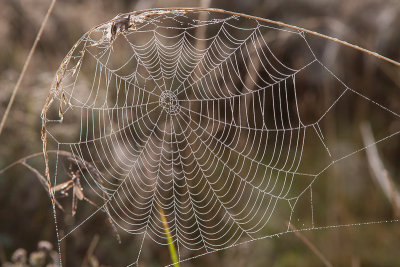 Spinnenweb na mist 