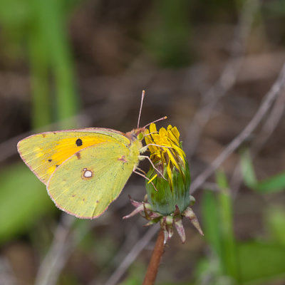 Oranje luzernevlinder - Colias crocea