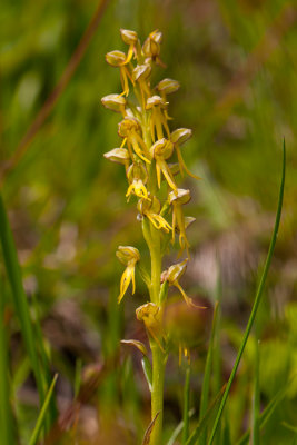 Poppenorchis - Orchis anthropomorpha