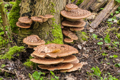 Zadelzwam - Polyporus squamosus