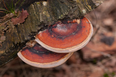 Roodgerande houtzwam - Fomitopsis pinicola