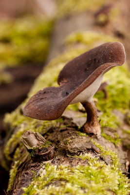 Winterhoutzwam - Polyporus brumalis