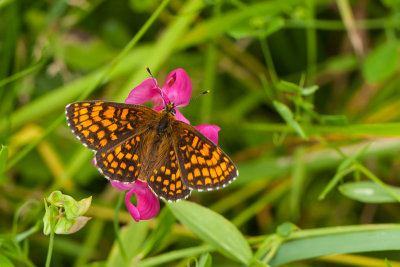 Bosparelmoervlinder - Mellicta athalia