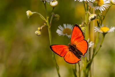 Morgenrood - Lycaena virgaureae