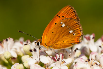 Morgenrood - Lycaena virgaureae