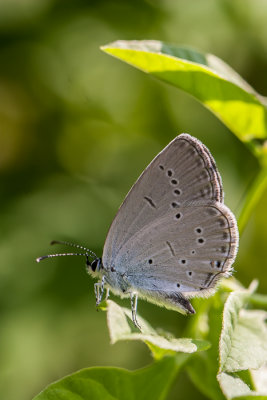 Oostelijk staartblauwtje