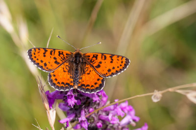 Tweekleurige parelmoervlinder - Melitaea didyma