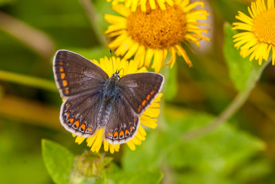 Icarusblauwtje - Polyommatus icarus