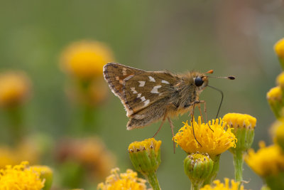 Kommavlinder - Hesperia comma