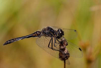 Zwarte heidelibel - Sympetrum danae