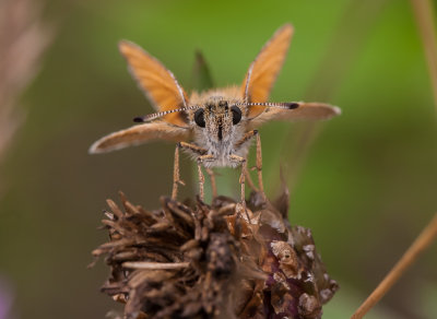 Zwartsprietdikkopje - Thymelicus lineolus