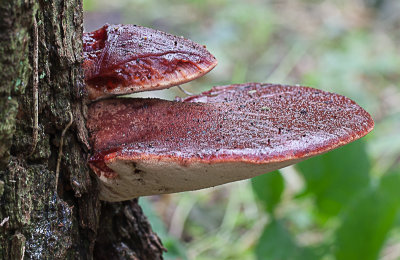 Biefstukzwam - Fistulina hepatica