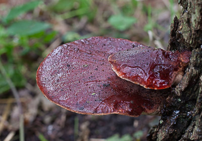 Biefstukzwam - Fistulina hepatica