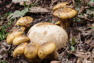 Kostgangerboleet - Xerocomus parasiticus