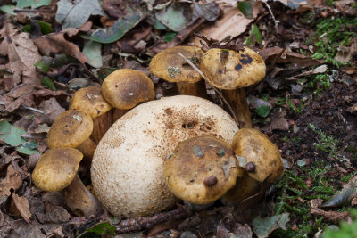 Kostgangerboleet - Xerocomus parasiticus