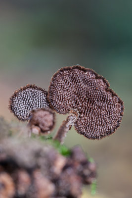 Oorlepelzwam - Auriscalpium  vulgare