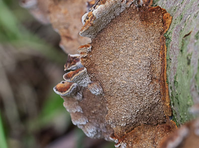 Elzenweerschijnzwam - Inonotus radiatus