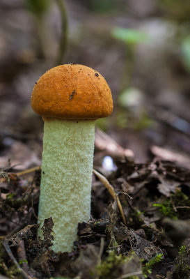 Rosse populierenboleet - Leccinum rufum