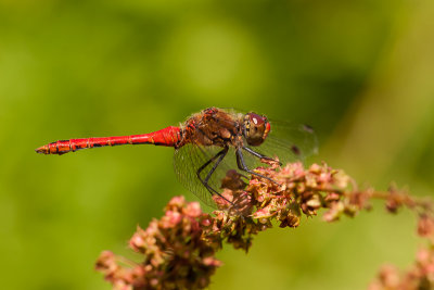 Bloedrode heidelibel - Sympetrum sanguineum