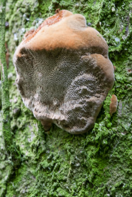 Boomgaardvuurzwam - Pellinus tuberculosus