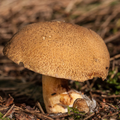 Fijnschubbige boleet - Suillus variegatus