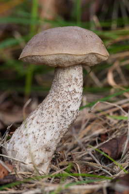 Gewone berkenboleet - Leccinum scabrum