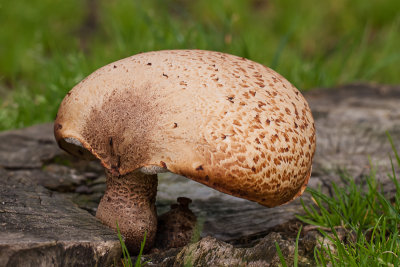 Zadelzwam - Polyporus squamosus