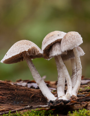 Wollige franjehoed - Psathyrella artemisiae