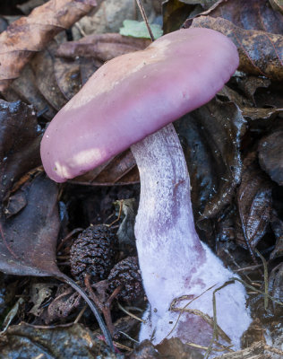 (Vaal)paarse schijnridderzwam - Lepista (nuda of sordida)